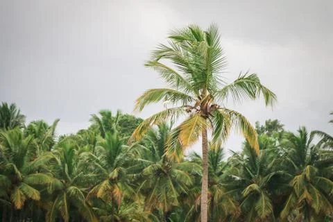 Coconut Tree Close-up Stock Photos