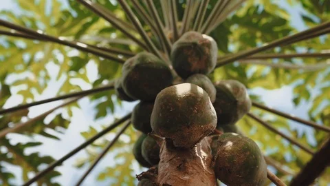 Coconut Tree Closer Video stock 123864153