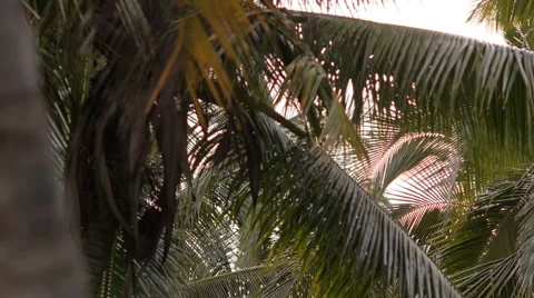 Coconut tree closeup Stock Footage 51749510