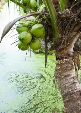 Coconut Tree closeup Stock Photos