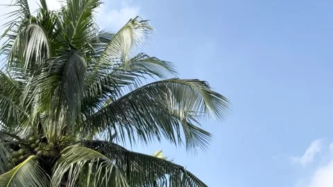 Coconut tree with cloud and blue sky with copy space Summer season 4k Video Stock Footage 339064875
