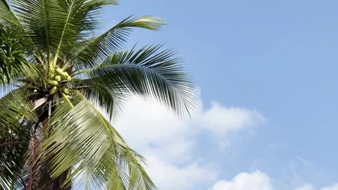 Coconut tree with cloud and blue sky Summer season Stock Footage 339553115
