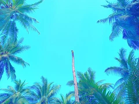 Coconut tree with cloud background Stock Photos