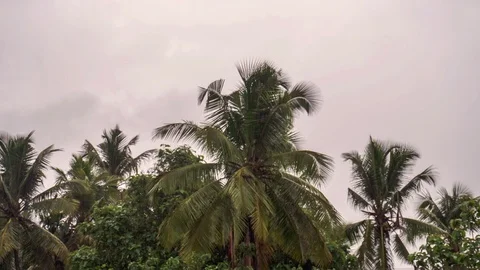 Coconut tree on cloud background Time lapse Stock Footage 112253626