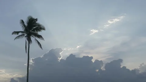 Coconut tree with clouds and sun rays in the back Stock Footage 229764341