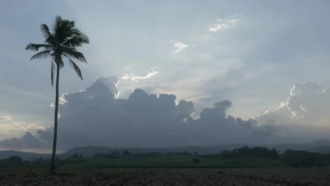 Coconut tree with clouds and sun rays in the back Video stock 229764489