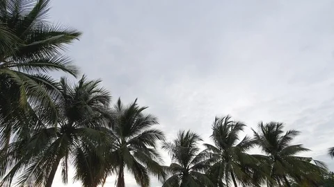 Coconut tree clouds sky Stock-Footage 113535733