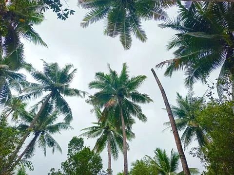 Coconut tree with cloudy background Stock Photos
