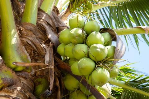 Coconut tree with coconut fruit Stock Photos