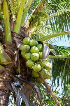 Coconut tree with coconut fruit Stock Photos