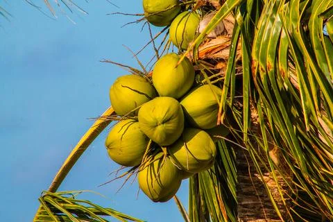 Coconut tree with coconuts on blue sky background. Stock Photos