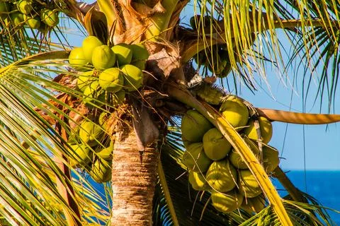 Coconut tree with coconuts on blue sky background. Stock Photos