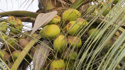 Coconut tree with coconuts in a jungle Stock Photos