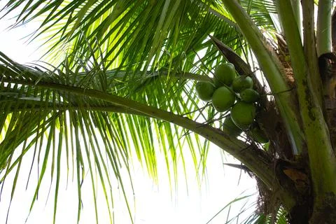 Coconut tree with coconuts Stock Photos