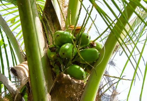Coconut tree with coconuts Stock Photos
