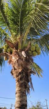 Coconut tree with coconuts Foto stock