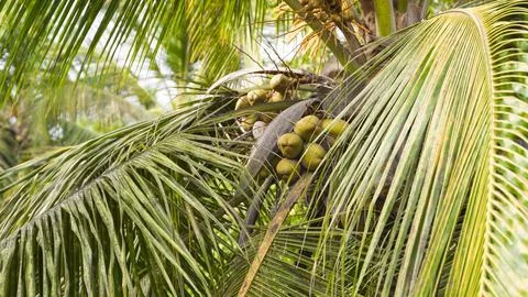 Coconut tree with coconuts in a tropical forest Foto stock
