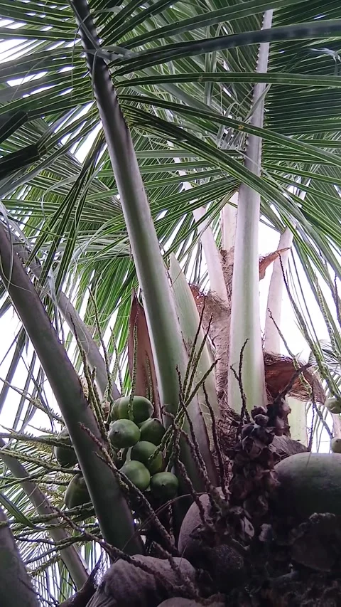 Coconut Tree Crown Detail Stock Footage 327176649
