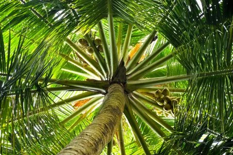 A coconut tree with different view Foto stock
