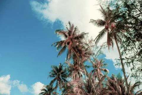 Coconut tree of dries at sky. Stock Photos