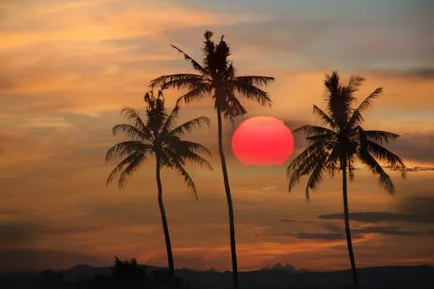Coconut tree during sunset Fotos de archivo