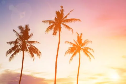 Coconut tree during sunset 写真素材