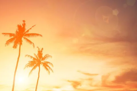 Coconut tree during sunset 写真素材