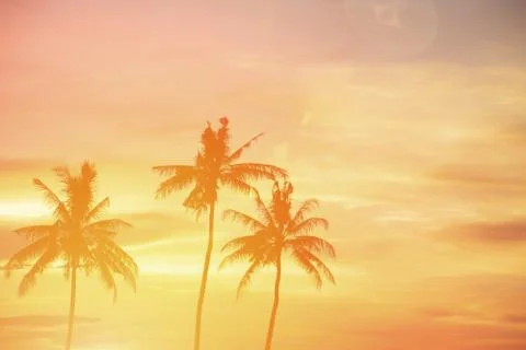 Coconut tree during sunset 写真素材