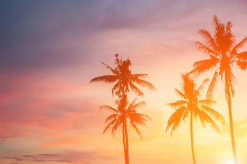 Coconut tree during sunset Foto stock
