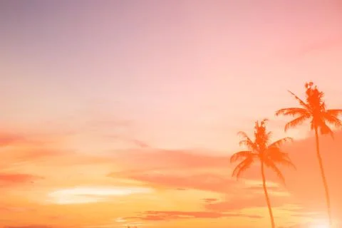 Coconut tree during sunset 库存照片