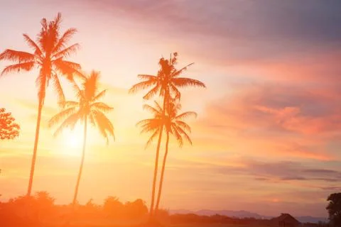 Coconut tree during sunset Fotos de archivo