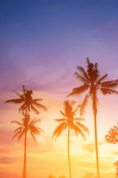 Coconut tree during sunset Фото