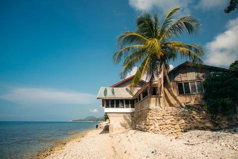 A coconut tree on an empty beach Stock Photos