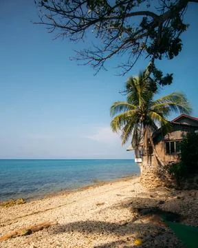 A coconut tree on an empty beach Stock Photos