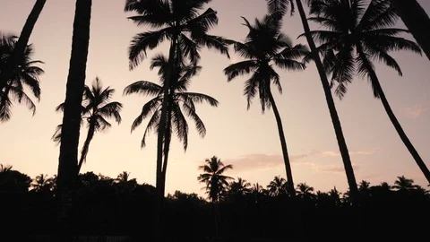 Coconut tree on evening sky background Stock Footage 120733628