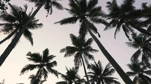 Coconut tree on evening sky background Video stock 120734798