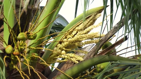 Coconut Tree Flowers Inflorescence and Small Coconuts Growing Close Up. Stock Footage 340724687