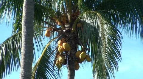 Coconut tree Stock Footage 639505