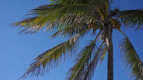 Coconut tree 스톡 동영상 10593034