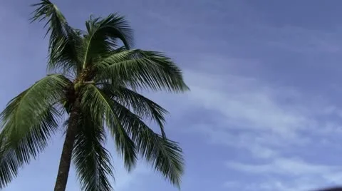 Coconut Tree 動画素材 10867677