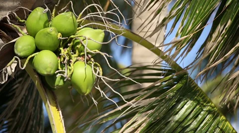Coconut tree Stock Footage 31105241