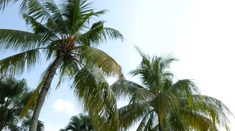 Coconut tree Stock Footage 47872164