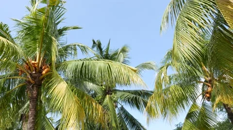 Coconut tree Stock Footage 47872362