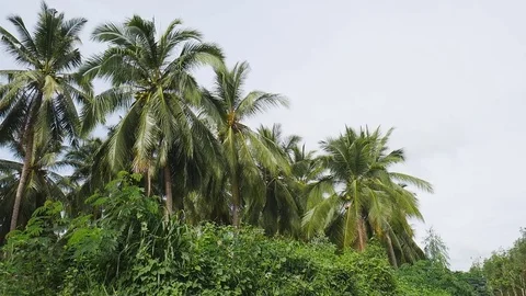 Coconut tree Stockbeeldmateriaal 82733204