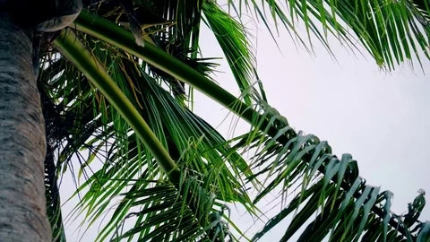 Coconut tree 動画素材 82807252