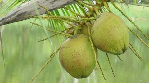 Coconut on tree Stock Footage 93362588