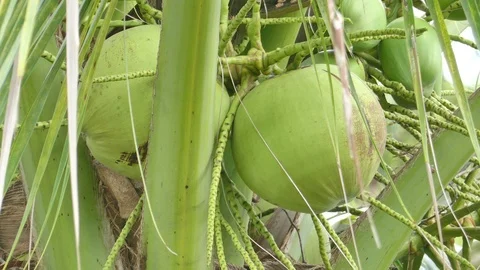 Coconut on tree Stock Footage 93365083