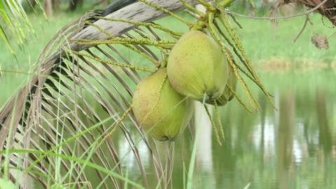Coconut on tree Stock Footage 93366194