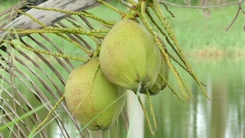 Coconut on tree Stock Footage 93366494