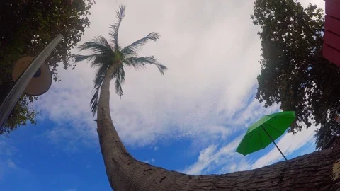 Coconut tree Video stock 95122874